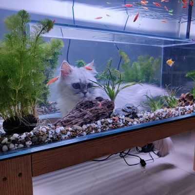 cat view fish tank gallary image