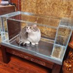 Custom Cat Aquarium V2 - Front Entrance