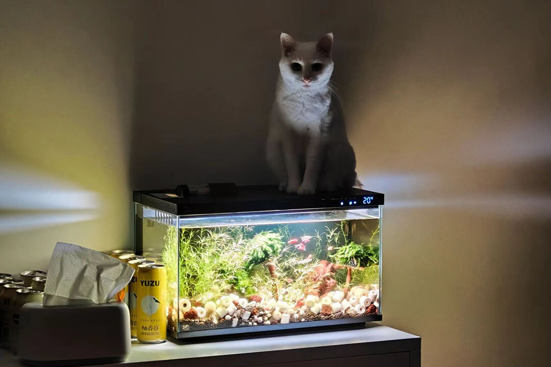 how-to-stop-cat-from-jumping-on-fish-tank