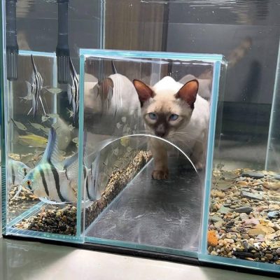 custom cat aquarium v3 - internal tunnel - 1